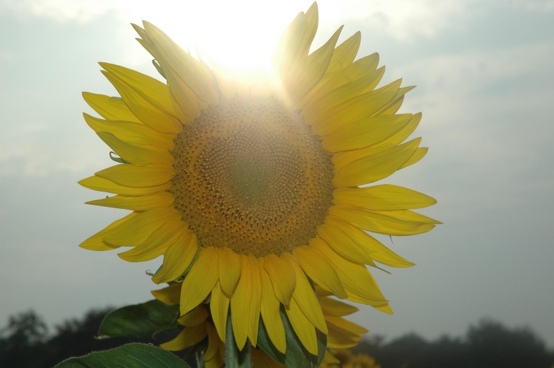 sunflower02